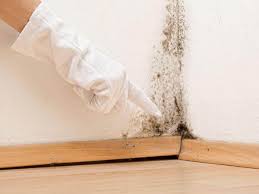 Mold Remediation for Rental Properties in South Shore, KY